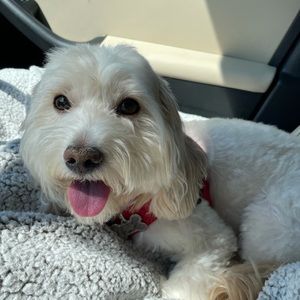 Meet your Posher, Annabella